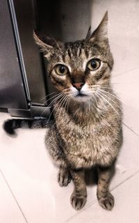 Portrait of cat siting on floor