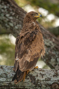 Close-up of eagle perching on rock