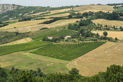 Scenic view of agricultural field