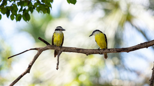 Low angle view of birds perching on branch