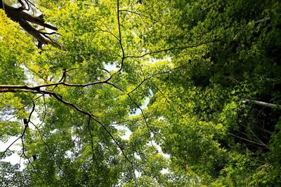 Low angle view of trees in forest