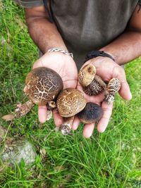 High angle view of woman holding mushrooms growing on field