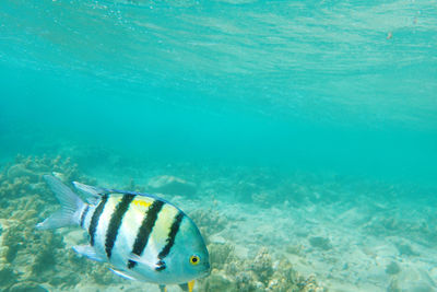 Fish swimming in sea