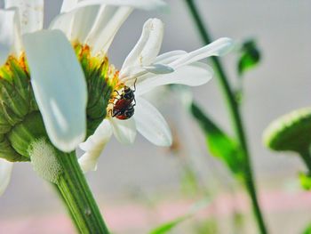 Close-up of ladybug on flower