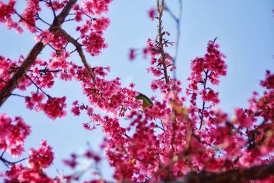 Low angle view of cherry blossoms in spring