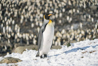 Penguin standing on a rock