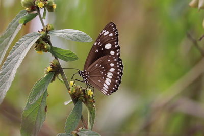 Butterfly pollinating flower