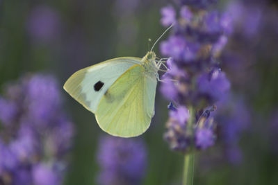 Close-up of butterfly pollinating on purple flower