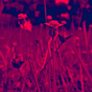 Close-up of red flowering plant