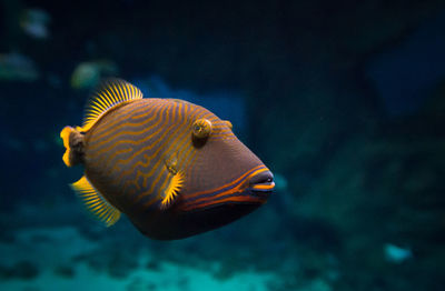 Close-up of fish swimming in water at aquarium