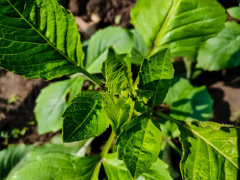 This is the small dahlia growing plant close-up shot in the morning.