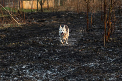 Portrait of dog running in forest