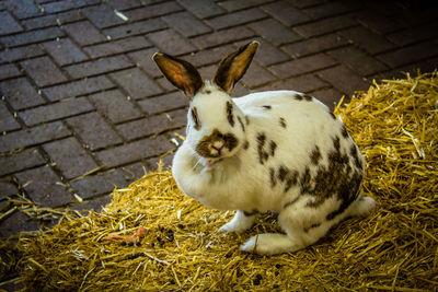 Close-up of rabbit resting on hay