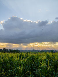 Scenic view of agricultural field against sky