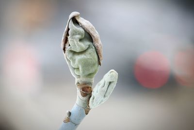 Close-up of plant against blurred background