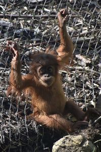 Portrait of monkey in cage at zoo