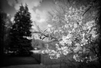 Close-up of flowers on tree