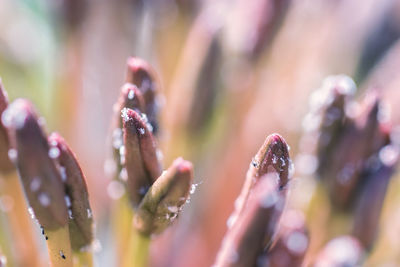 Close-up of wet flowers