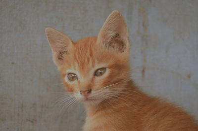 Portrait of ginger cat