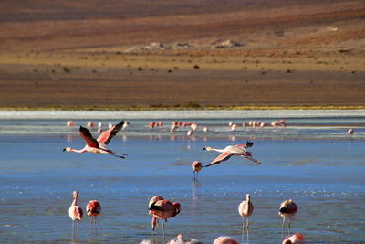 Flock of seagulls on beach