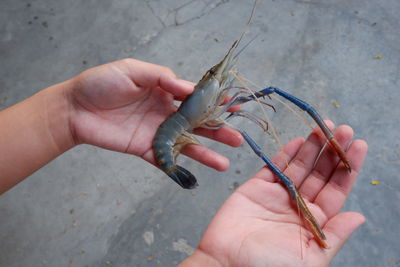 Close-up of hand holding crab