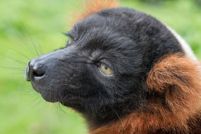 Close-up of dog looking away