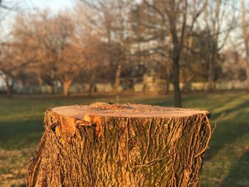 Close-up of tree trunk against sky