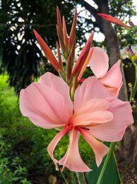 Close-up of pink flower