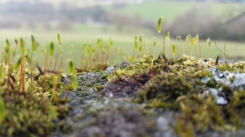 Close-up of grass growing on field