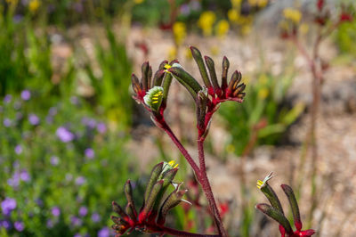 Close-up of flowering plant