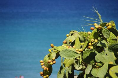 Close-up of fruits on tree against sky
