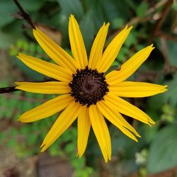 Close-up of yellow flower blooming outdoors