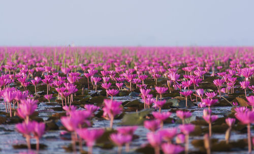 Close-up of pink flowers blooming on field against clear sky