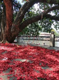 View of autumn leaves in park