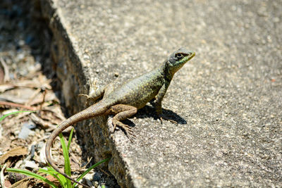 Close-up of lizard on rock