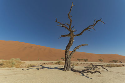 Dead plant on sand dune against clear sky namib desert