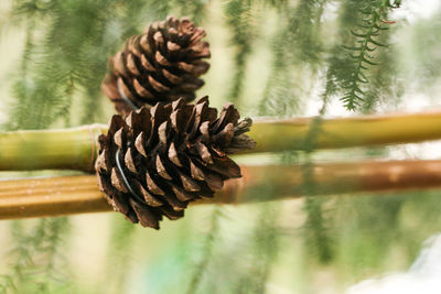 Close-up of wood