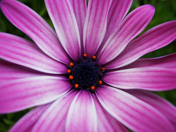 Close-up of pink flower blooming outdoors