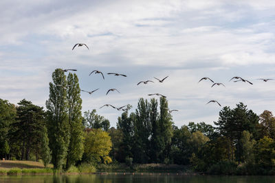 Birds flying over lake against sky