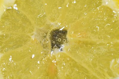 Slice of ripe lemon in water on white background. close-up of lemon in liquid with bubbles. slice of