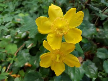 Close-up of yellow flowers blooming outdoors