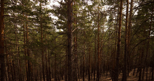 View of trees in forest