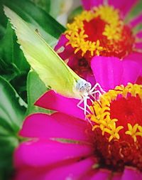 Macro shot of yellow flower