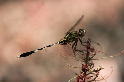 Close-up of insect on plant