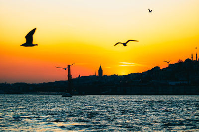 Silhouette of birds flying over sea during sunset