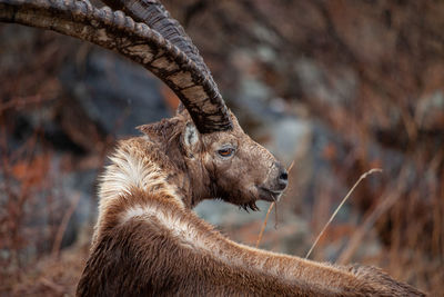 Close-up of deer on field