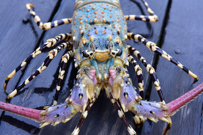 Close-up of crab on water