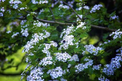 Close-up of white flowering plants