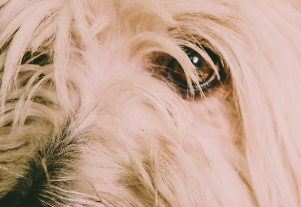 EXTREME CLOSE-UP OF A DOG