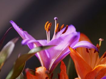 Close-up of purple flowering plants